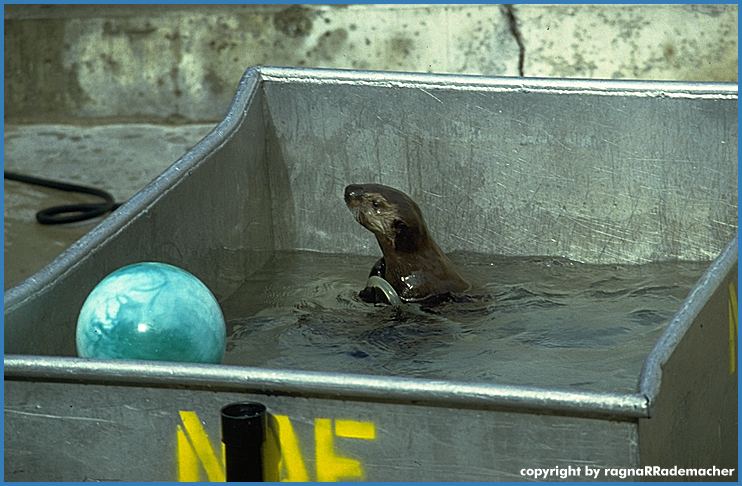Alaska Bild: Alaska Zoo