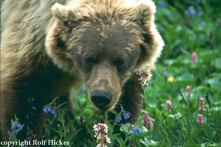 Denali National Park - Grizzly (c) Rolf Hicker