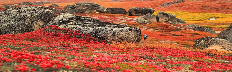 Herbst in Alaska (cc) Bering Land Bridge National Preserve; 