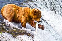 Katmai National Park (cc) Max Goldberg