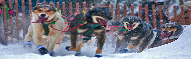 Schlittenhunderennen (c) Frank Kovalchek
