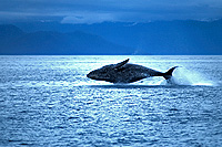 Glacier Bay / Wal (c) ARAMARK Parks and Destinations