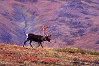 Denali Naional Park / Karibu (c) ARAMARK Parks and Destinations