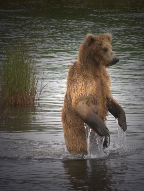 Alaska Baer (c) Gerhard Hay