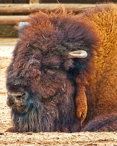 Bison (c) Matthias Wicke 