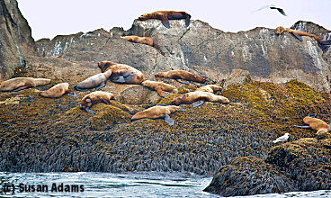 Kenai Fjords National Park: Steller Sea Lions / (c) Susan Adams