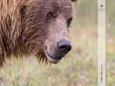 Wildes Alaska (c) Copyright ServusTV / Milo_Burcham