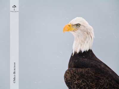 Wildes Alaska (c) Copyright ServusTV / Milo_Burcham