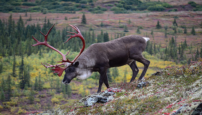 Abenteuer Alaska - Ein Karibu-Bulle im Denali Nationalpark (c) ZDF und Kay Siering