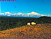 Alaska Denali Cam