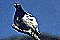 WILLOWPTARMIGAN