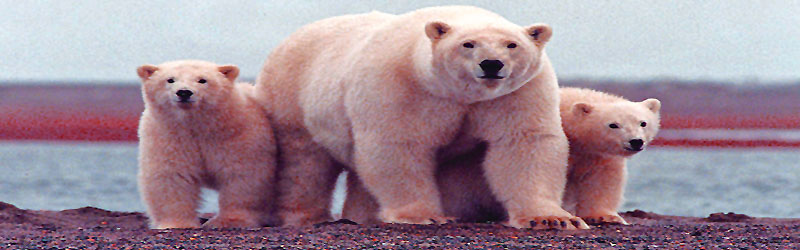 Eisbaer (c) U.S. Fish and Wildlife Service - http://digitalmedia.fws.gov/FullRes/natdiglib/2972BC1B-997F-2AE6-1A7E31FE2160D51D.jpg 