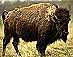 Bison