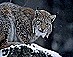 Luchs