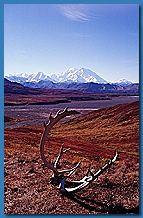 Denali