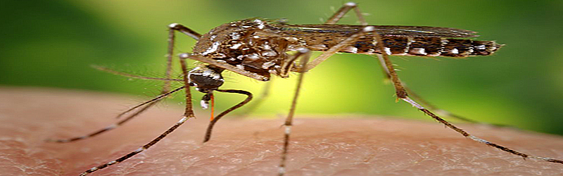 Mosquito (c) Sanofi Pasteur http://www.flickr.com/people/sanofi-pasteur/